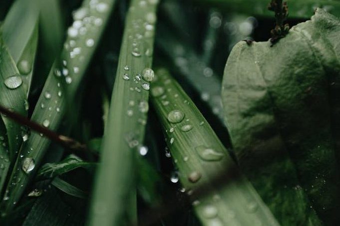 drops of rain on grass