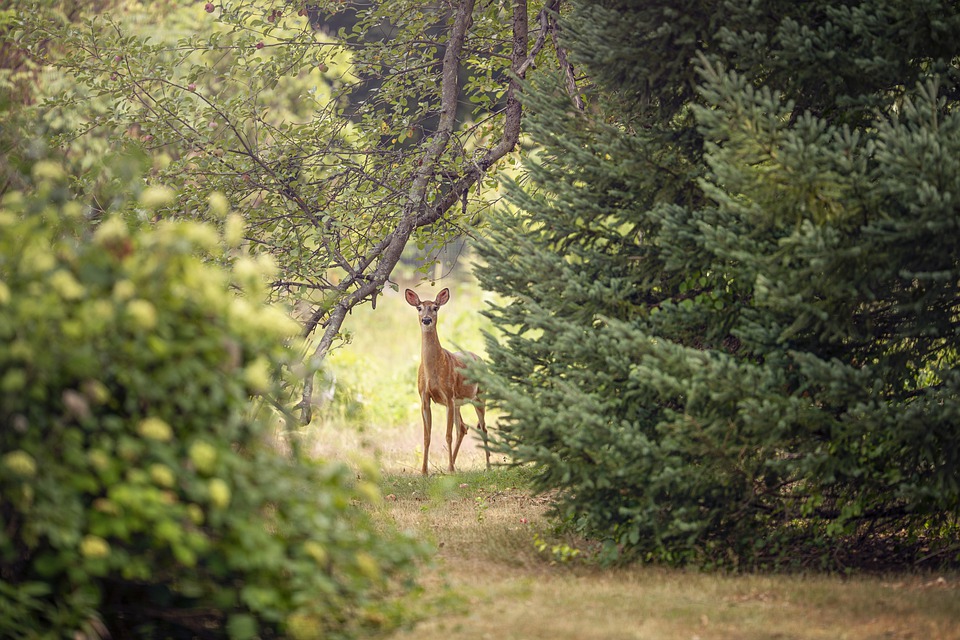 Roe Deer in a distance