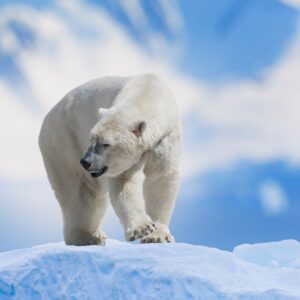 Green Success Stories Teams Up With Wildlife Collections