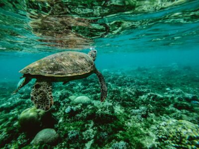 How to reduce your water footprint photo of a turtle swimming underwater