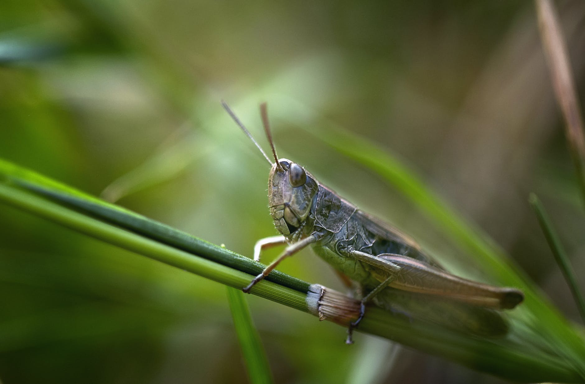 grasshopper sitting on green plant stem in nature