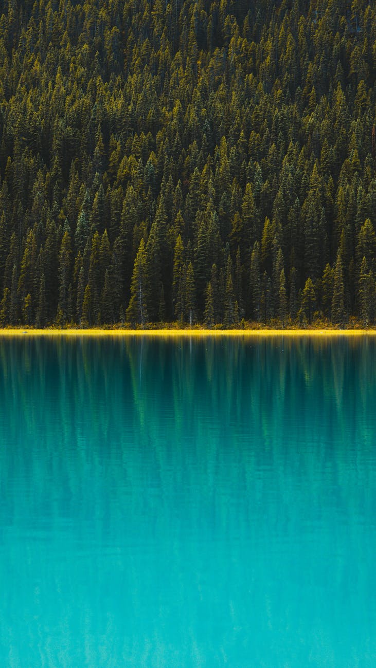 wood dawn landscape mountains