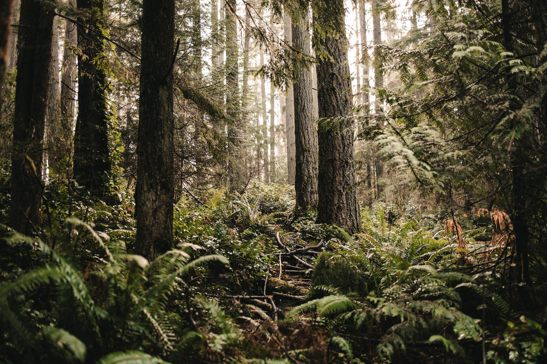 fern plants and trees in a forest