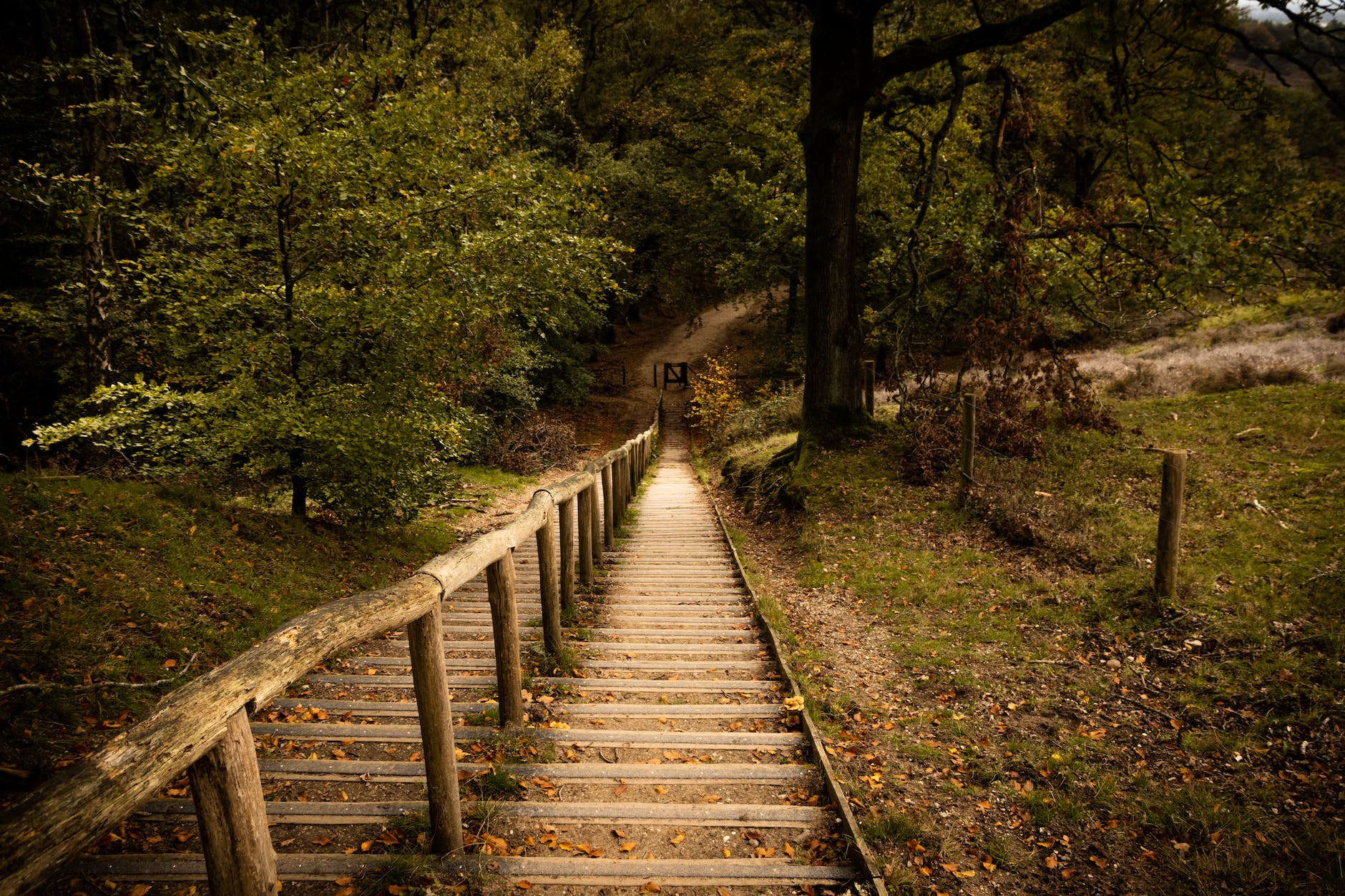 concrete stairs in the forest