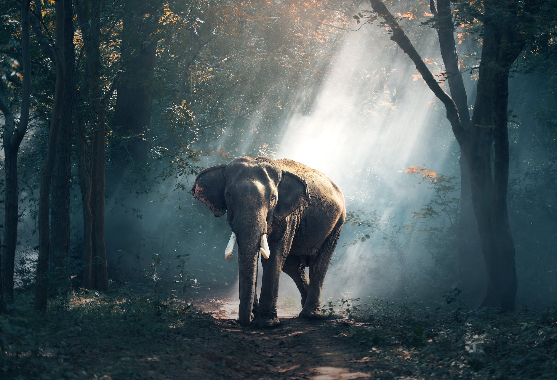 view of elephant in water