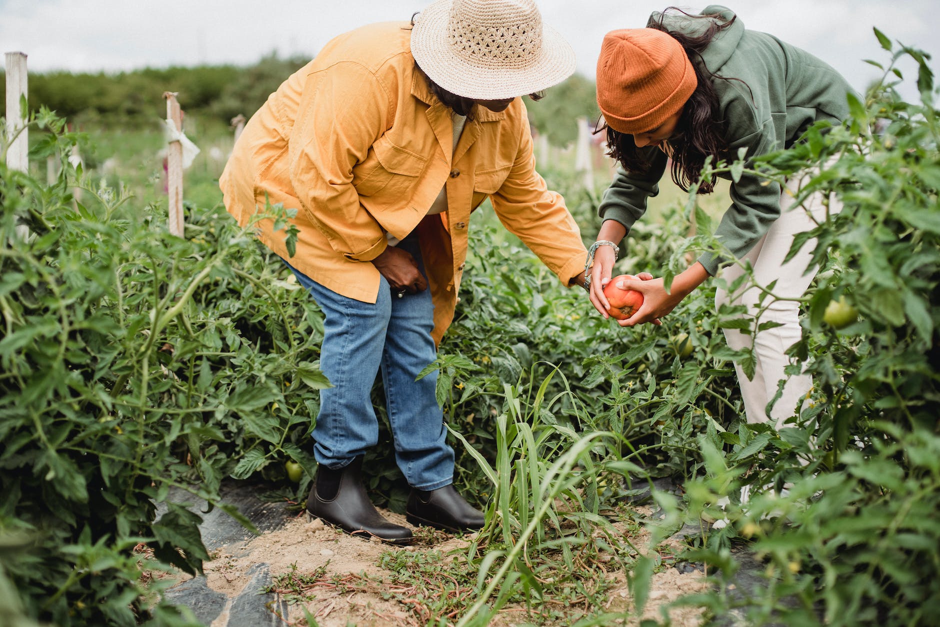 anonymous local female farmers picking vegetables during harvesting season in garden