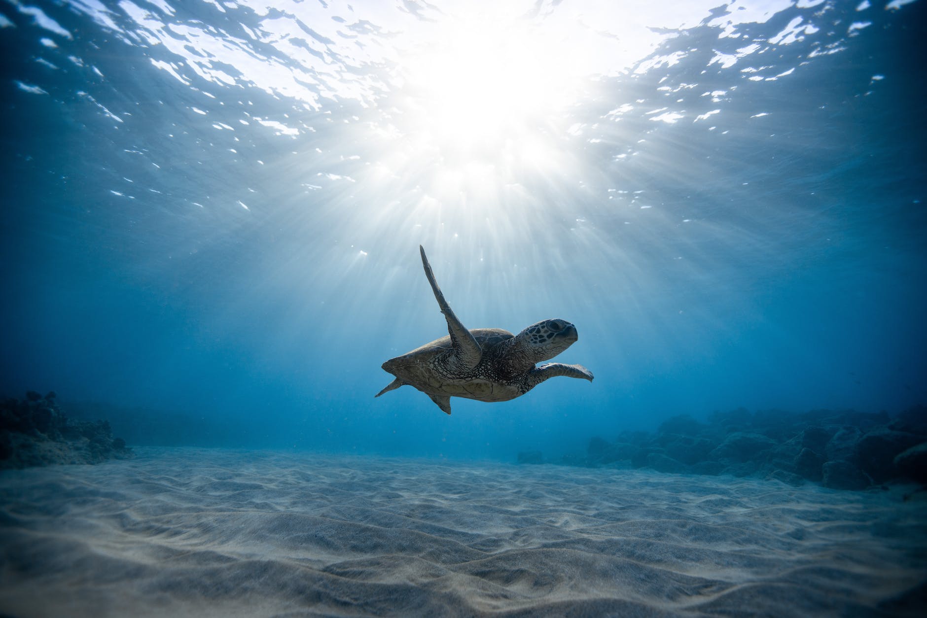 underwater photography of turtle