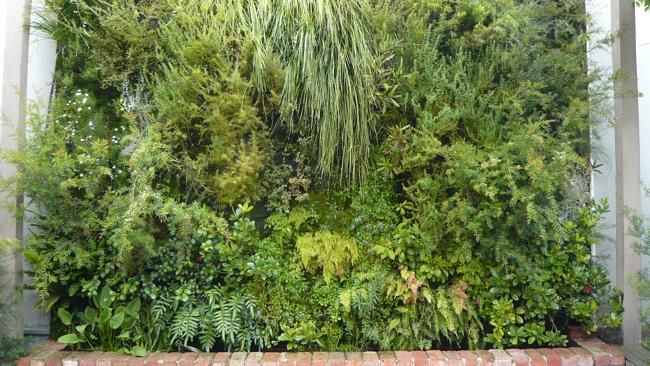 Vertical Gardens and the Preservation of Indigenous Plant Species