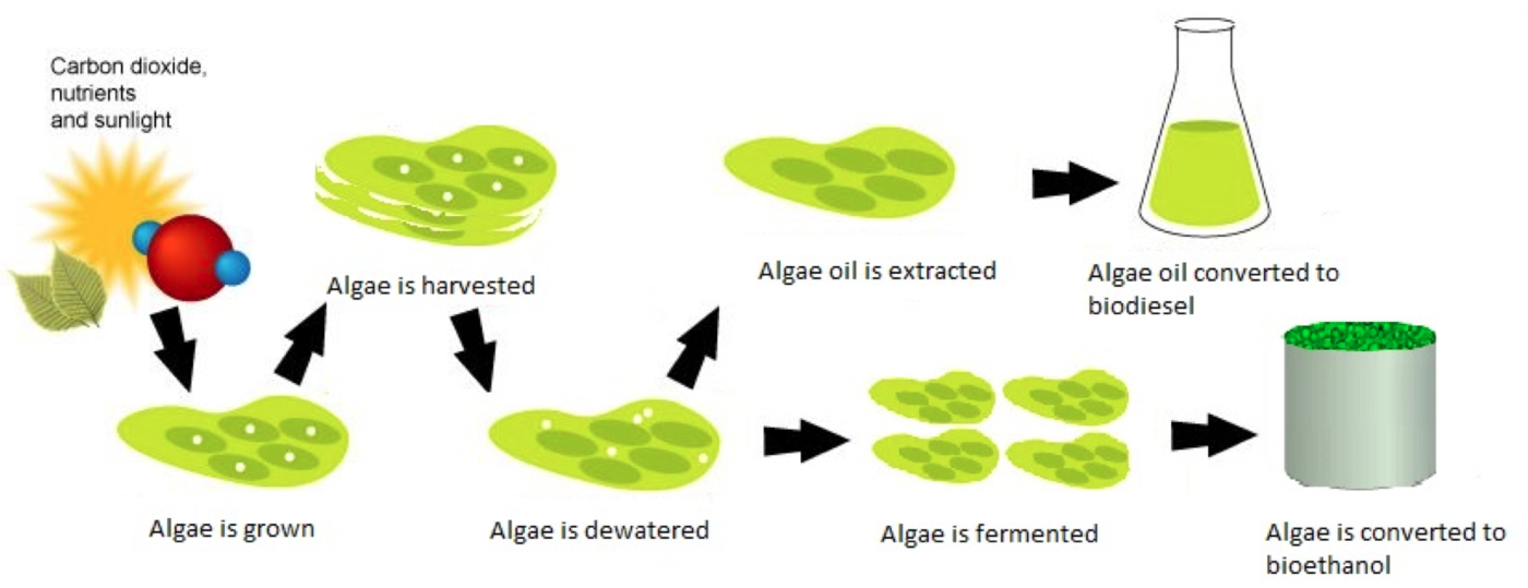 Algae Biofuels: Prospects and Challenges