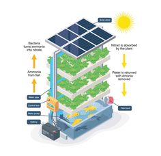 Step-by-Step Guide to Setting up a Vertical Farm