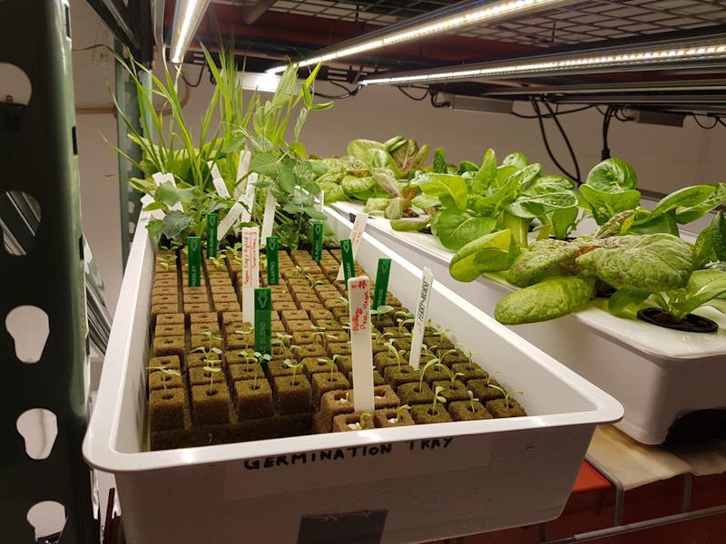 Vertical Farming's Contribution to Sustainable Agriculture