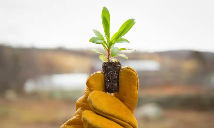 Vertical Farming: A Sustainable Answer to Population Growth