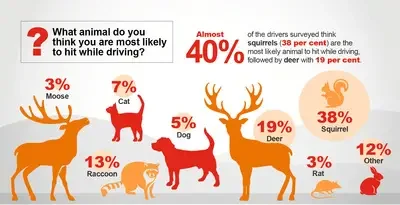 Wildlife and Eco Vehicle Interactions