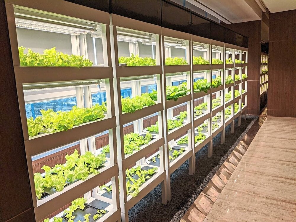 The Human-Centered Design of Vertical Farming Spaces