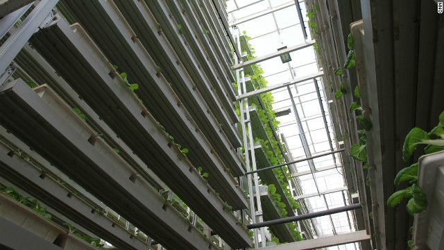 Vertical Farming and the Reimagining of Urban Landscapes