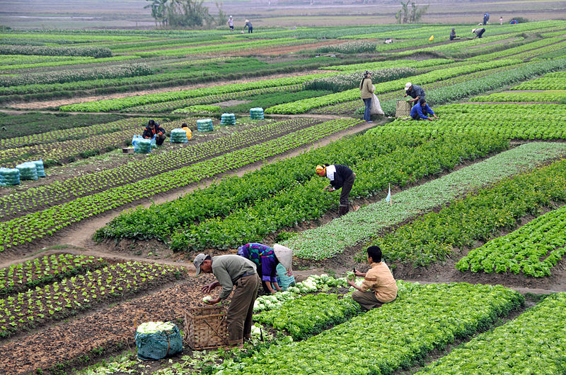 Vertical Farms: Transforming Agriculture in Developing Nations