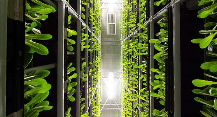 Notable Vertical Farming Projects Globally