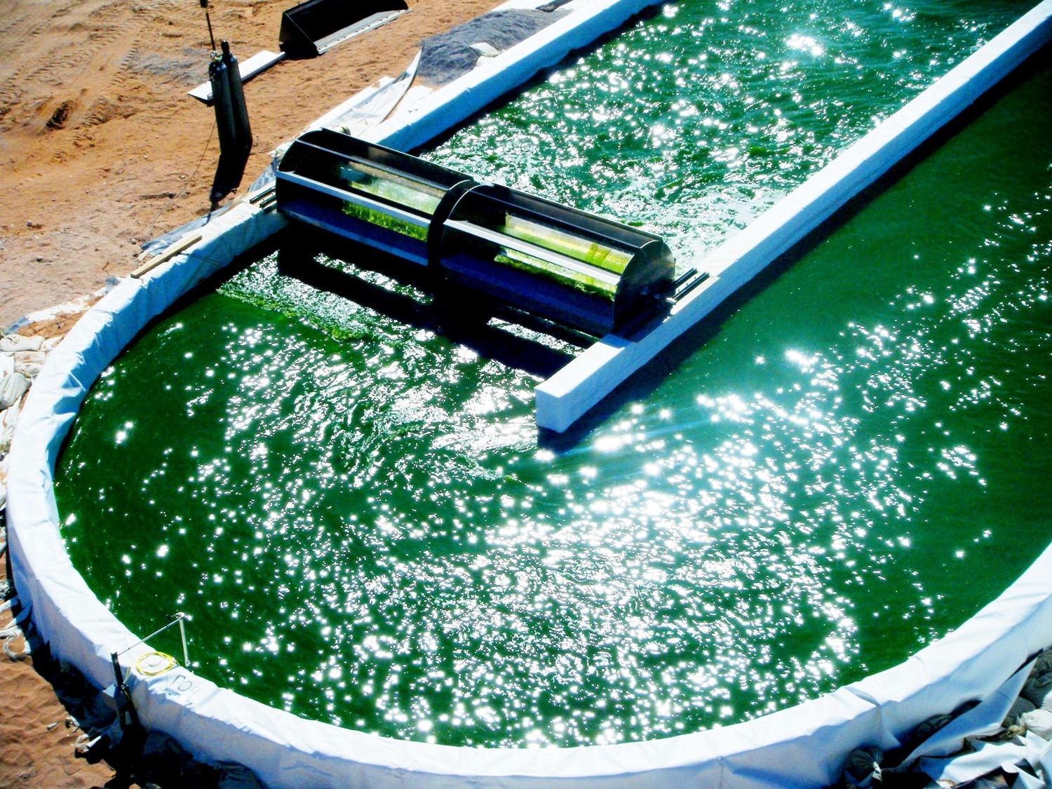 Algae Biofuels: Prospects and Challenges