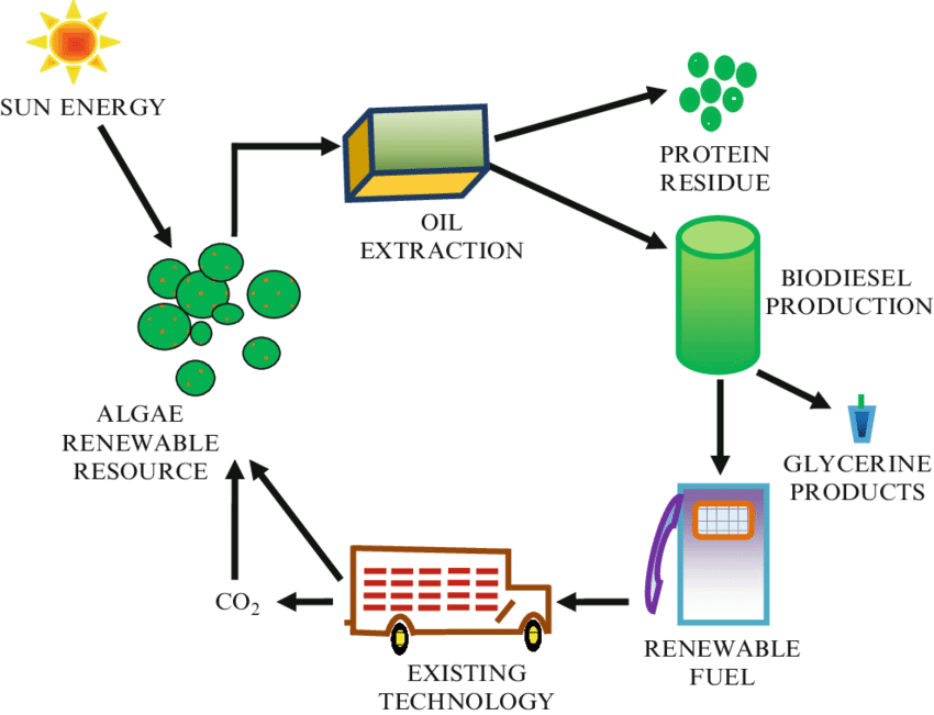 What Are Biofuels and How Do They Work?