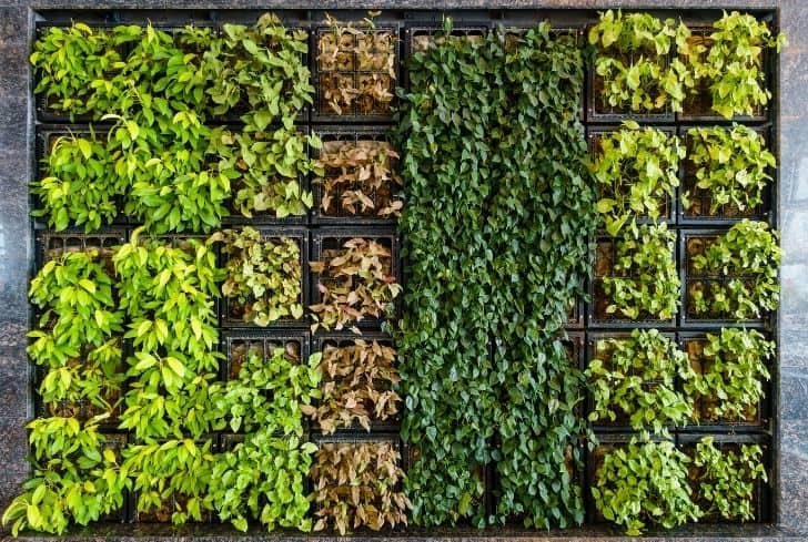 Environmental Benefits of Vertical Gardens 