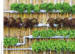 Vertical Gardens as a Solution to Food Security Challenges