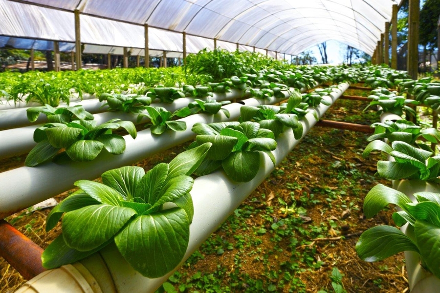 Vertical Farms and the Resilience of Food Supply Chains