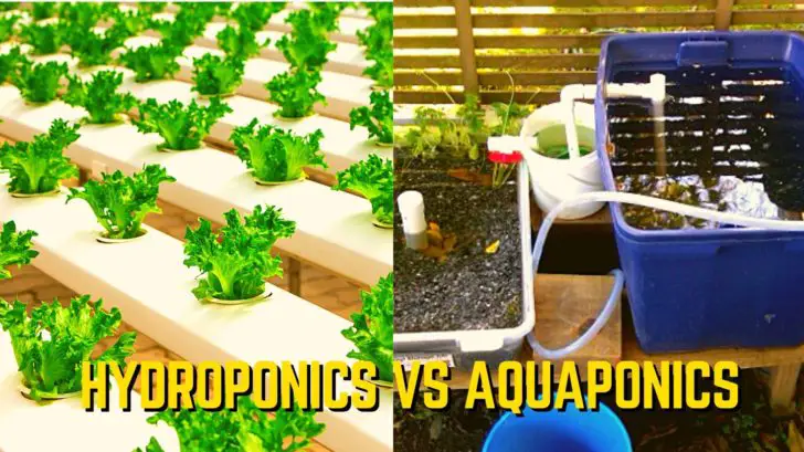 Hydroponics vs. Aeroponics vs. Aquaponics