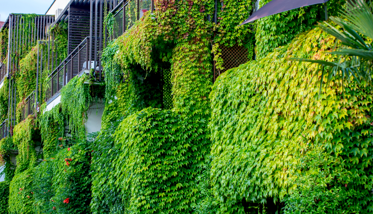 Vertical Gardens in Healthcare: Healing Environments of the Future