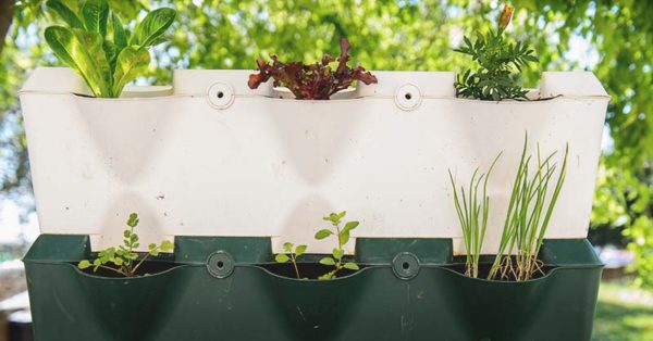 DIY Vertical Garden vs. Professional Installation