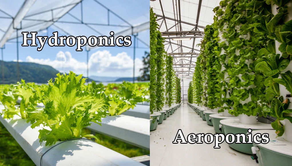 Hydroponics vs. Aeroponics vs. Aquaponics