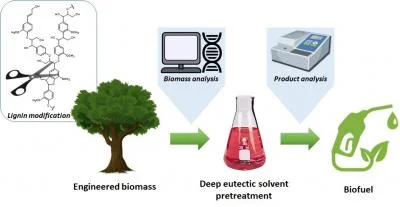 Sustainable Practices in Biofuel Production