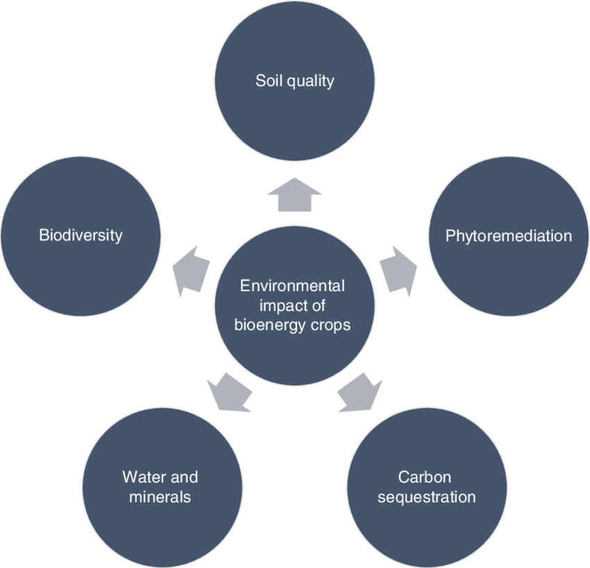 Bioenergy Crops: Maximizing Yield and Sustainability