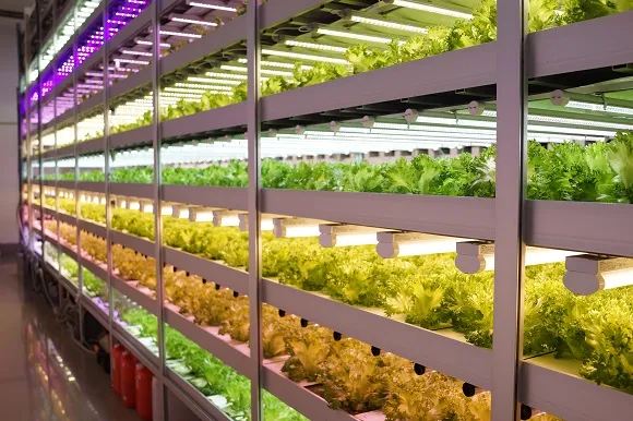 Economic Advantages of Vertical Farming