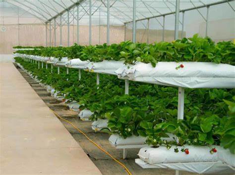 Maintaining Vertical Farm Systems