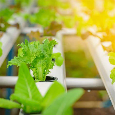 Vertical Farms and Shortening the Supply Chain