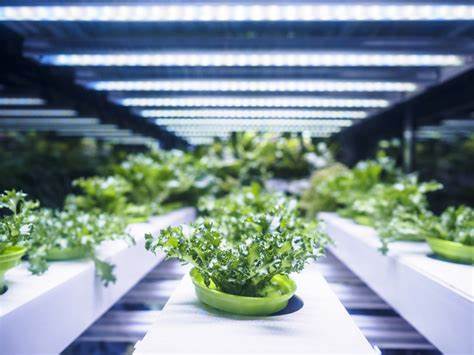 The Global Impact of Vertical Farming on Food Security