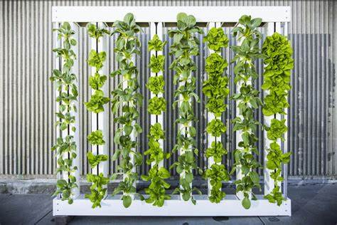 The Social and Economic Benefits of Vertical Farming