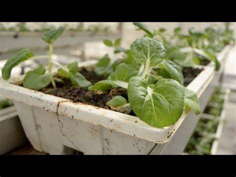 Vertical Farms and the Resilience of Food Supply Chains