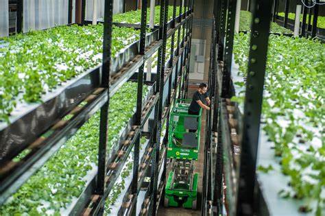 Vertical Gardens and Urban Farming