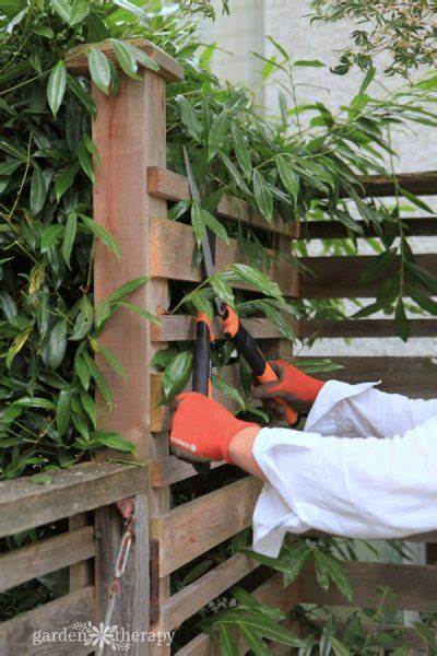 Tips for Pruning and Trimming Vertical Gardens