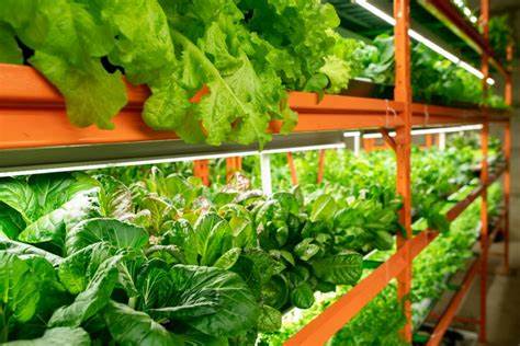 What Is Vertical Farming?