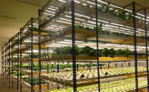 Vertical Farming and the Future of Sustainable Restaurants