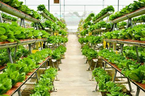 Vertical Farming vs. Traditional Agriculture