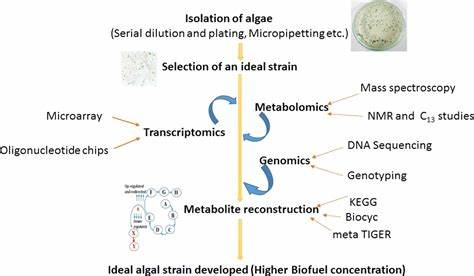 Synthetic Biology and Biofuel Production