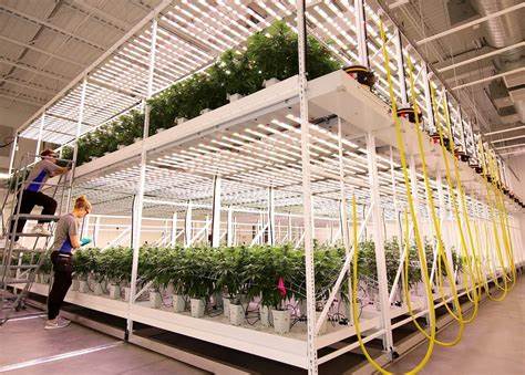 Choosing the Right Vertical Farming System