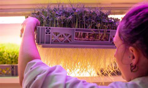 Vertical Farming as a Learning Experience