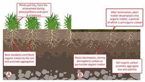 Vertical Farming and Soil Regeneration