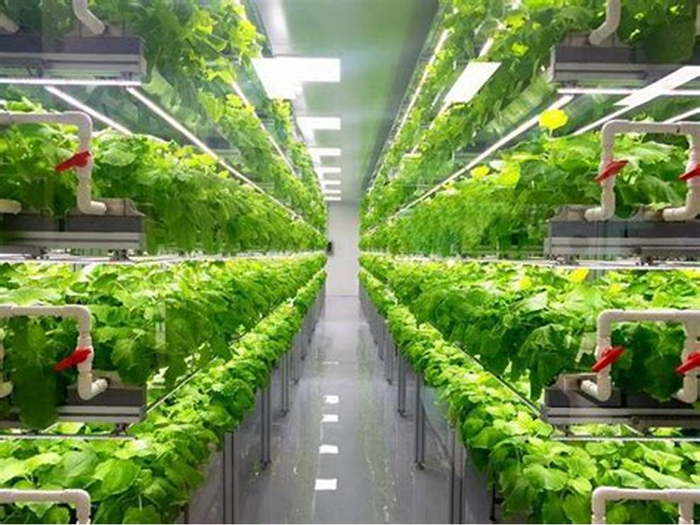 The Future of Vertical Farming