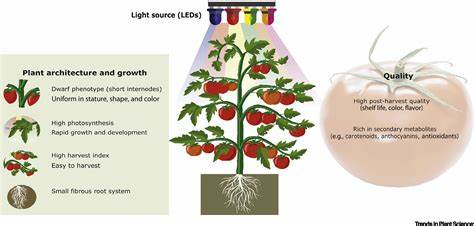 Vertical Farming and the Ethics of Genetic Modification