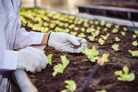 Vertical Farming: Pioneers and Visionaries Leading the Way